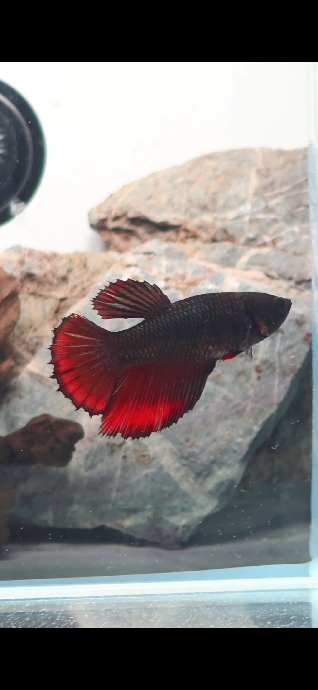 Metallic Vampire Halfmoon Female | WYSIWYG