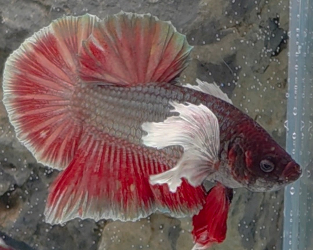Black Copper Dumbo Halfmoon Male – Premium WYSIWYG Betta