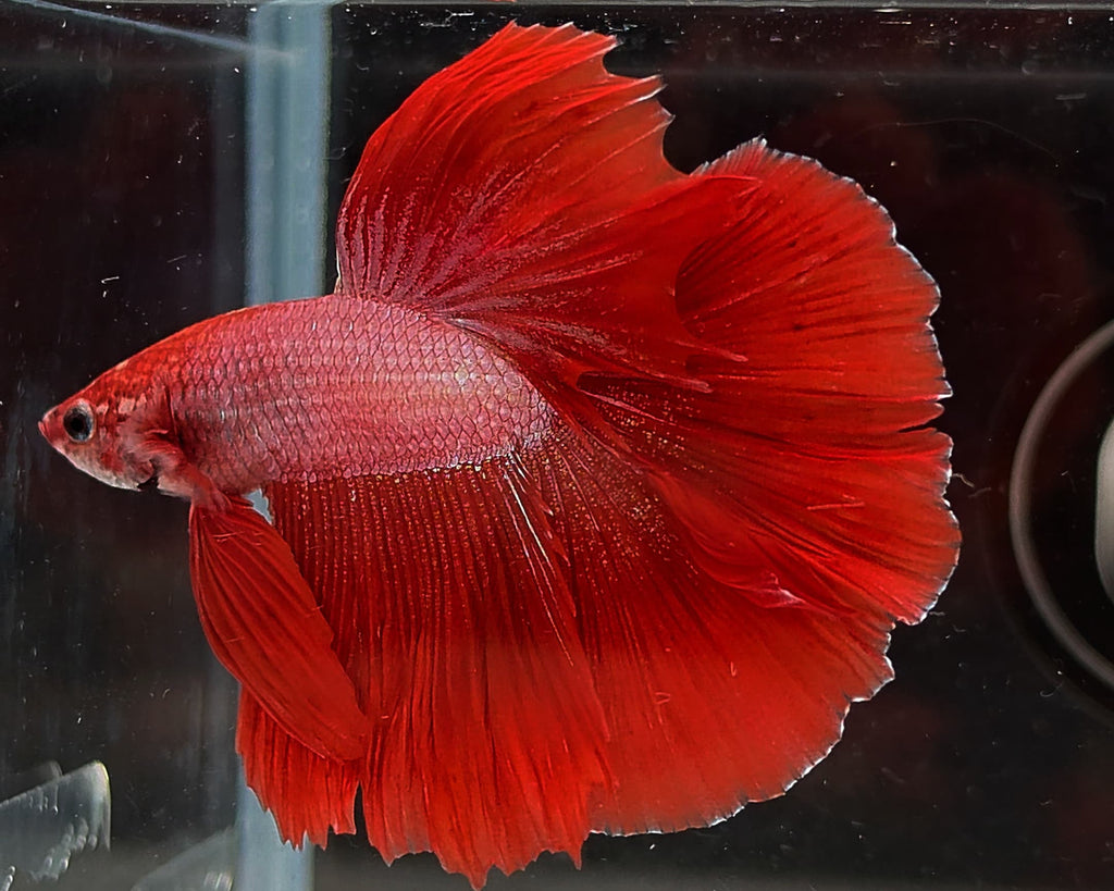 Halfmoon Red Fancy Betta Male (CRM-OTH-M-006)