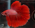 Halfmoon Red Fancy Betta Male (CRM-OTH-M-006)