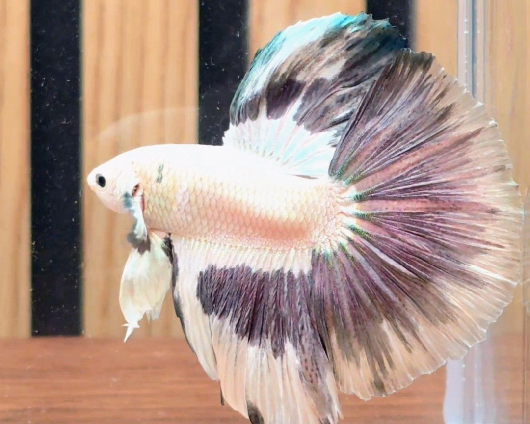 Copper Rim Butterfly Halfmoon Male Betta | Premium WYSIWYG
