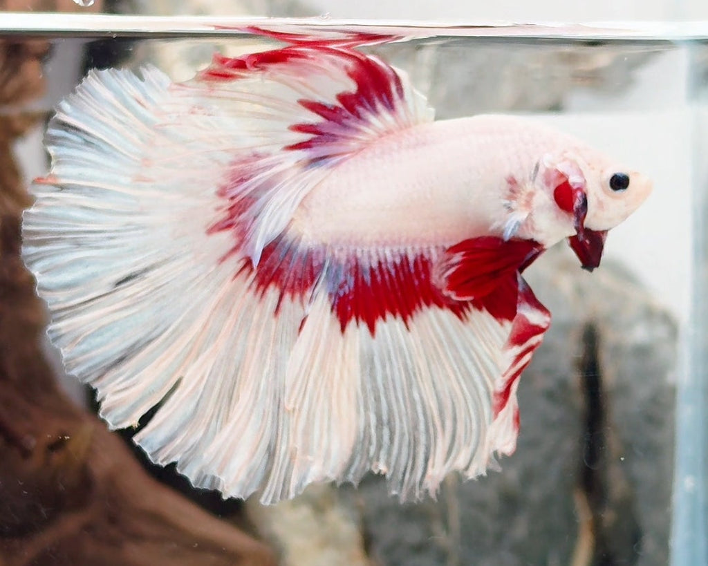 Snow Dragon Halfmoon Betta Male (CRT-SND-M-001)