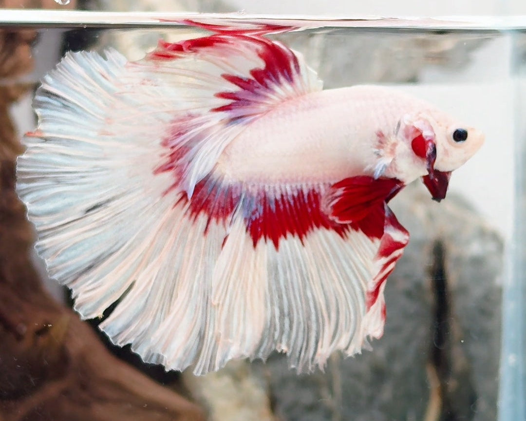 Snow Dragon Halfmoon Betta Male (CRT-SND-M-001)