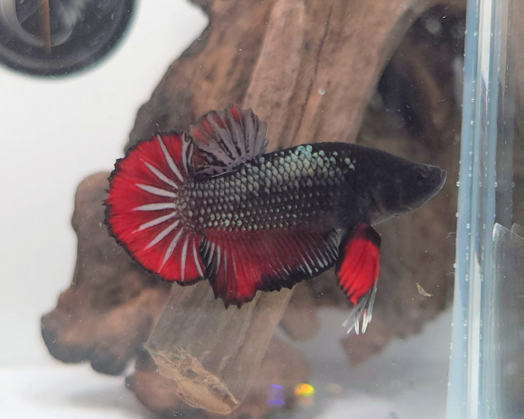 Halfmoon PK (Short Fin) Black Metallic Vampire Male Betta Fish (DRK-FMC-M-002)