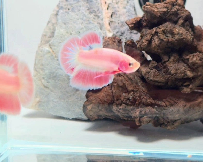 Premium Super Pink HMPK Betta Male 2