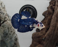 Blue Marble Bicolour HMPK Betta Male (LGT-BRB-M-007)