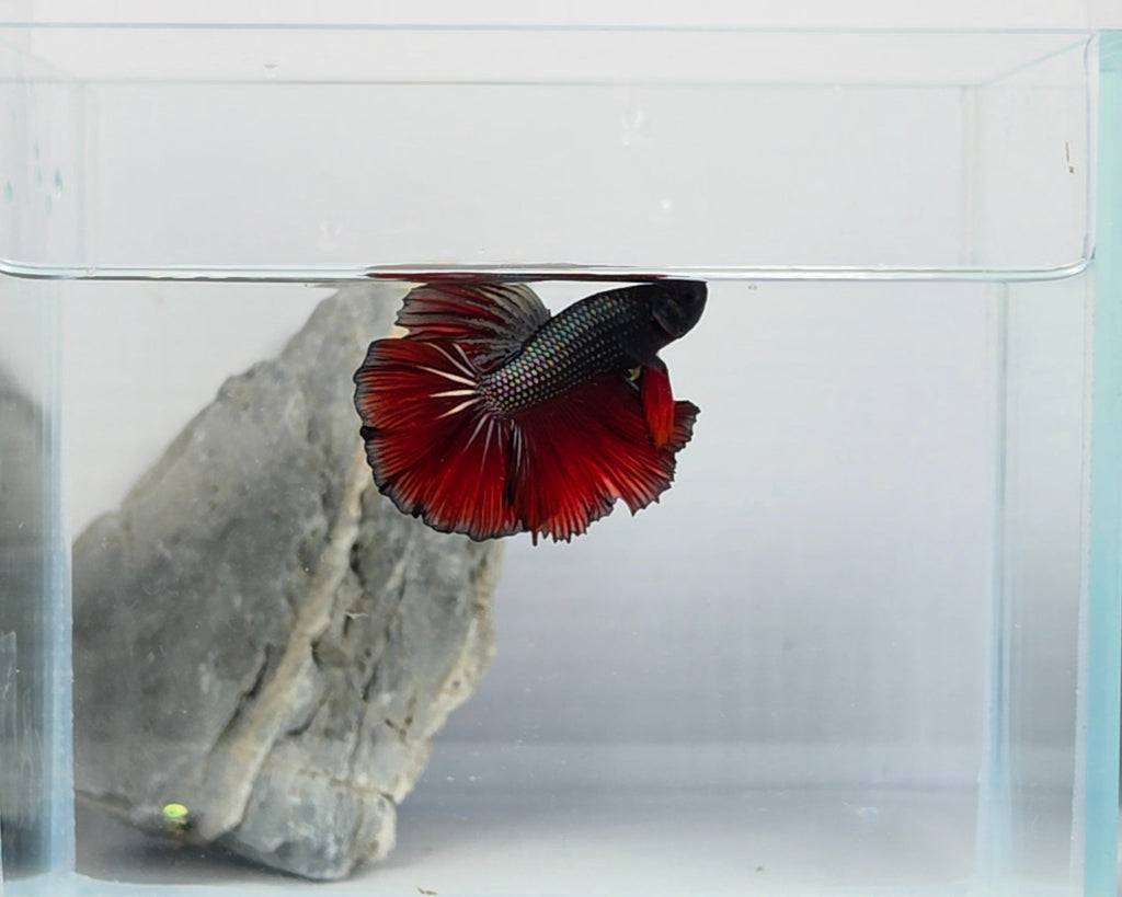 Halfmoon Black Metallic Vampire Male Betta Fish (DRK-FMC-M-001)