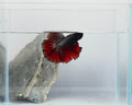 Halfmoon Black Metallic Vampire Male Betta Fish (DRK-FMC-M-001)