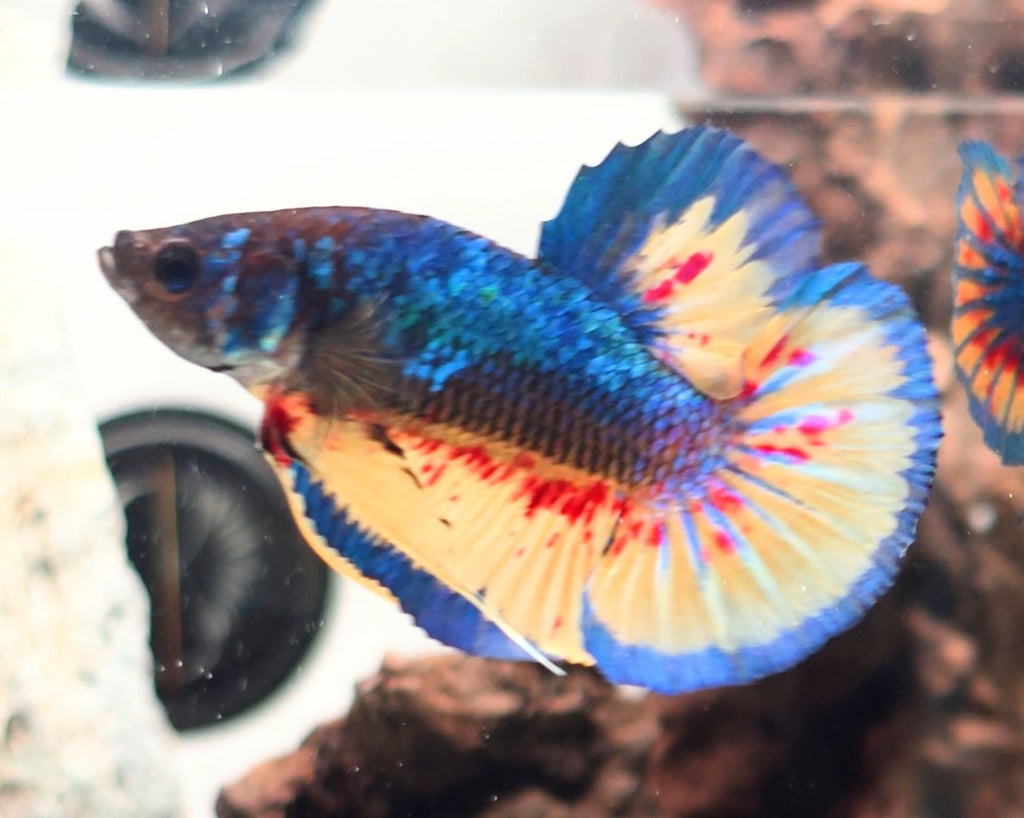 Male Metallic Mustard Gas Vanda HMPK Betta Fish (SPC-MSG-M-002)