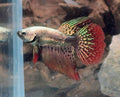 Premium Copper Alien Hybrid Halfmoon Male