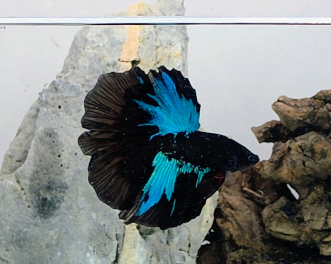 Avatar Nebula Halfmoon Betta Male (DRK-AVG-M-002)