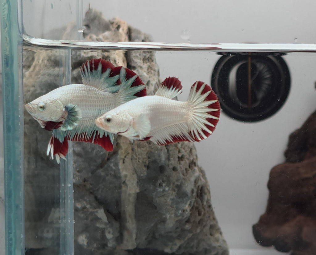 Female Red Dragon Snow HMPK Betta Fish (LGT-OTH-F-006)