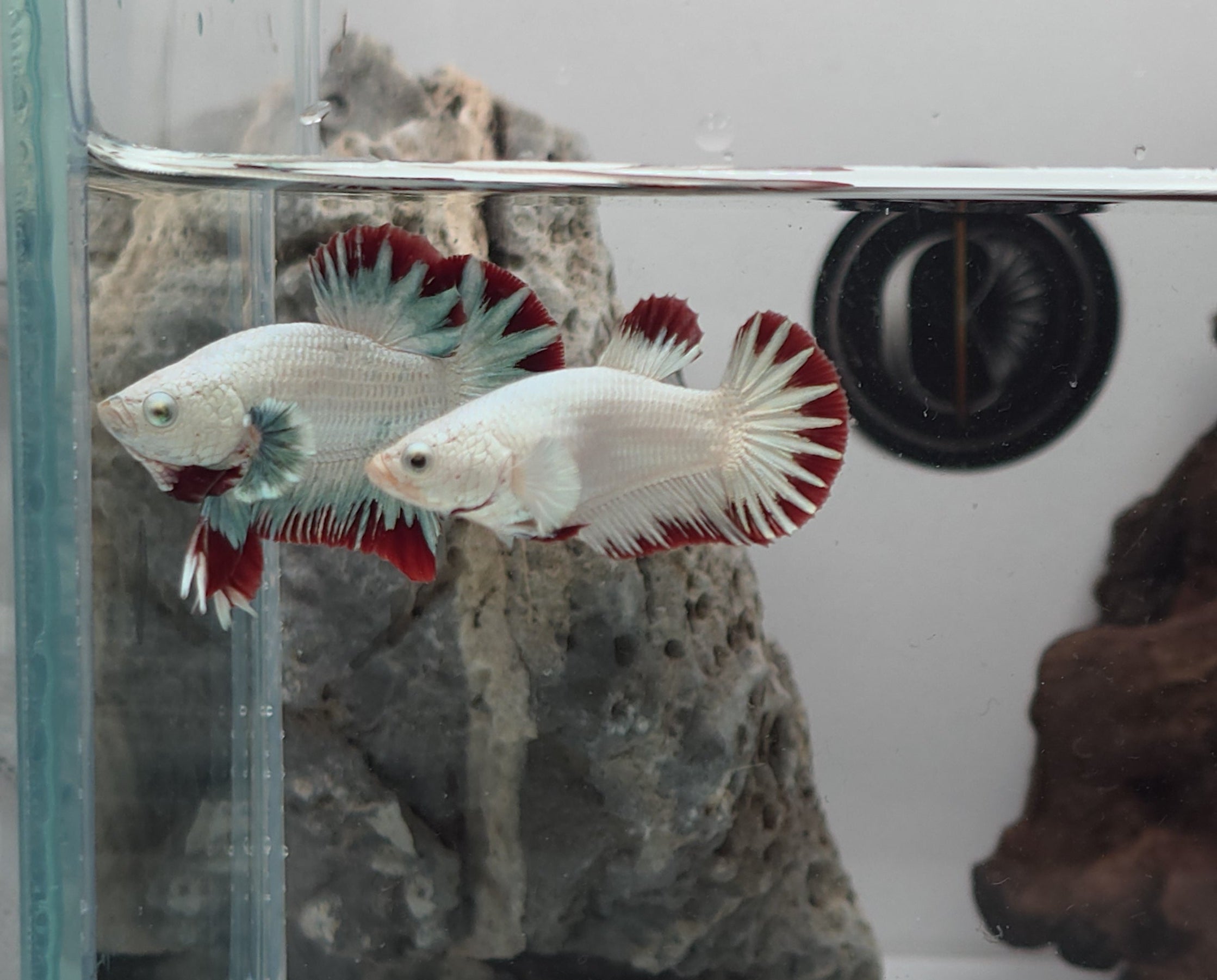 Female Red Dragon Snow HMPK Betta Fish (LGT-OTH-F-006)