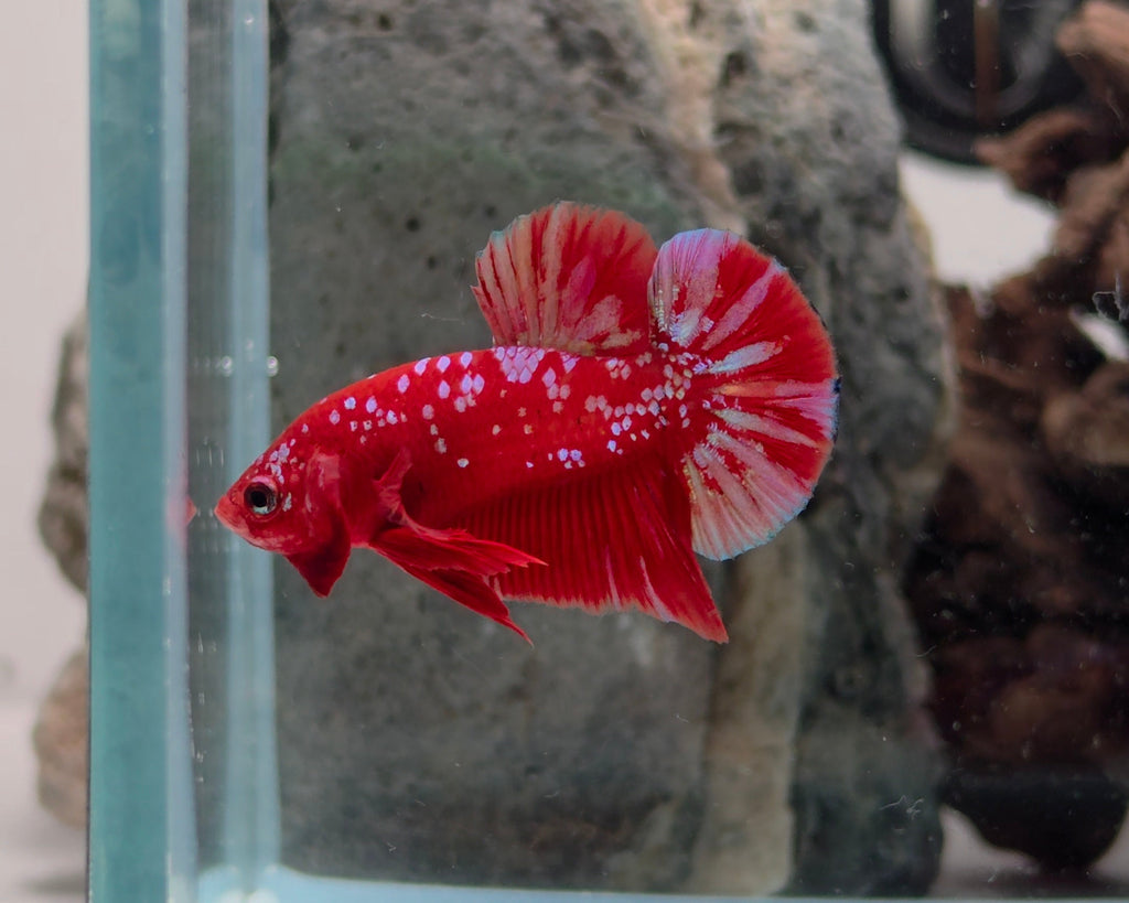 Crimson Gold Barongsai HMPK Betta Pair Male (CRM-OTH-M-004) Female (CRM-OTH-F-003)