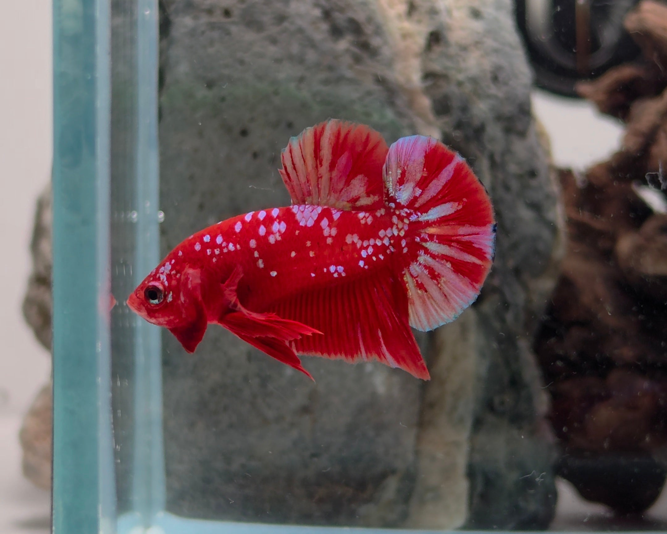 Crimson Gold Barongsai HMPK Betta Pair Male (CRM-OTH-M-004) Female (CRM-OTH-F-003)