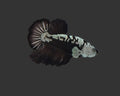 Black Samurai HMPK Male Betta