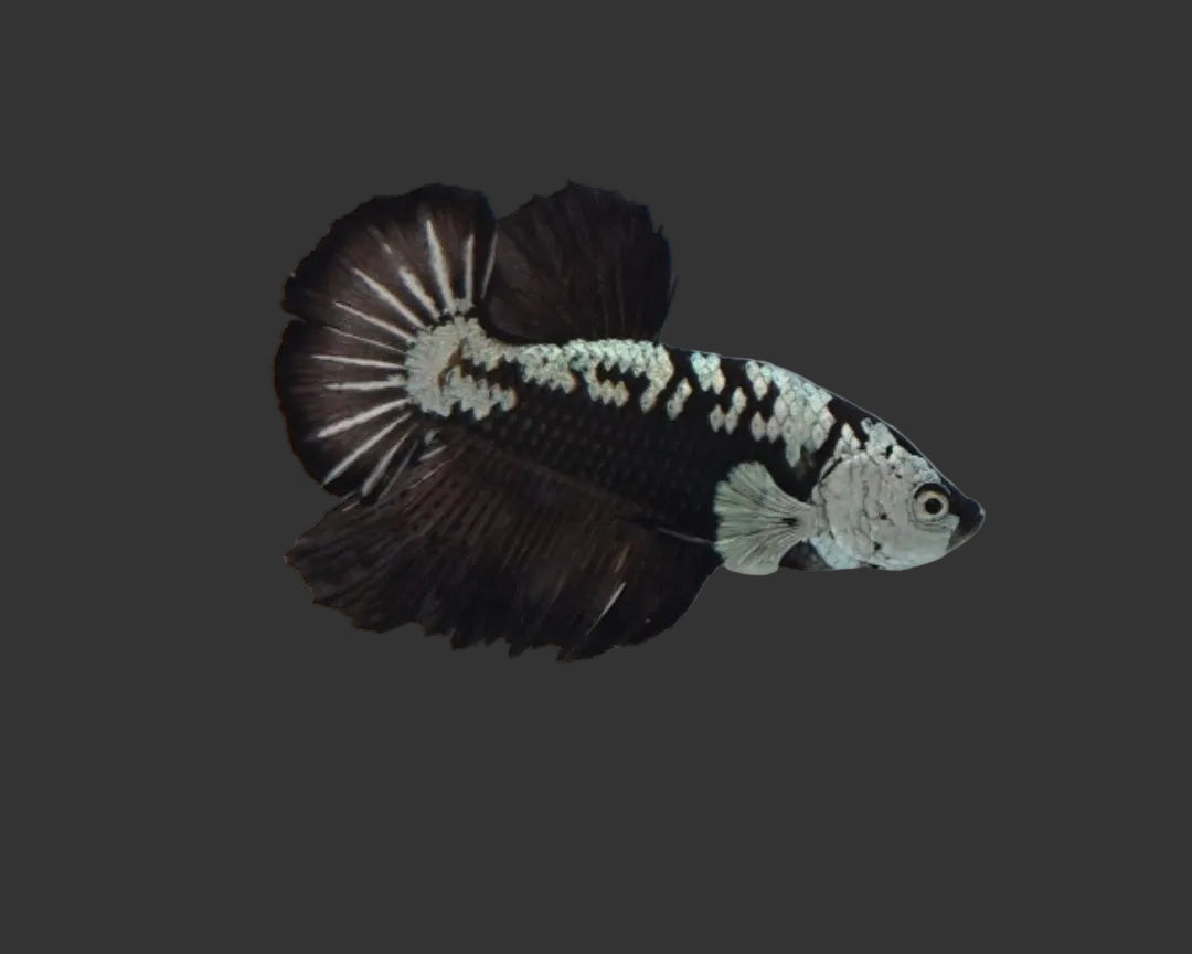 Black Samurai HMPK Male Betta