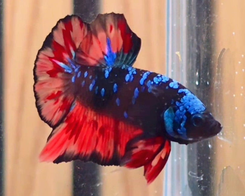Black Variation Nemo Fire HMPK Male Betta | WYSIWYG