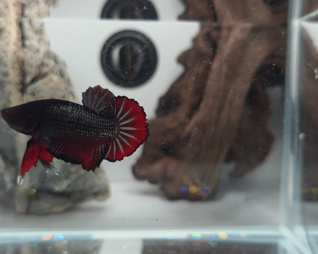 Halfmoon PK (Short Fin) Black Metallic Vampire Male Betta Fish (DRK-FMC-M-002)