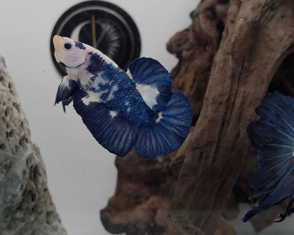 Blue Marble Bicolour HMPK Betta Male (LGT-BRB-M-007)