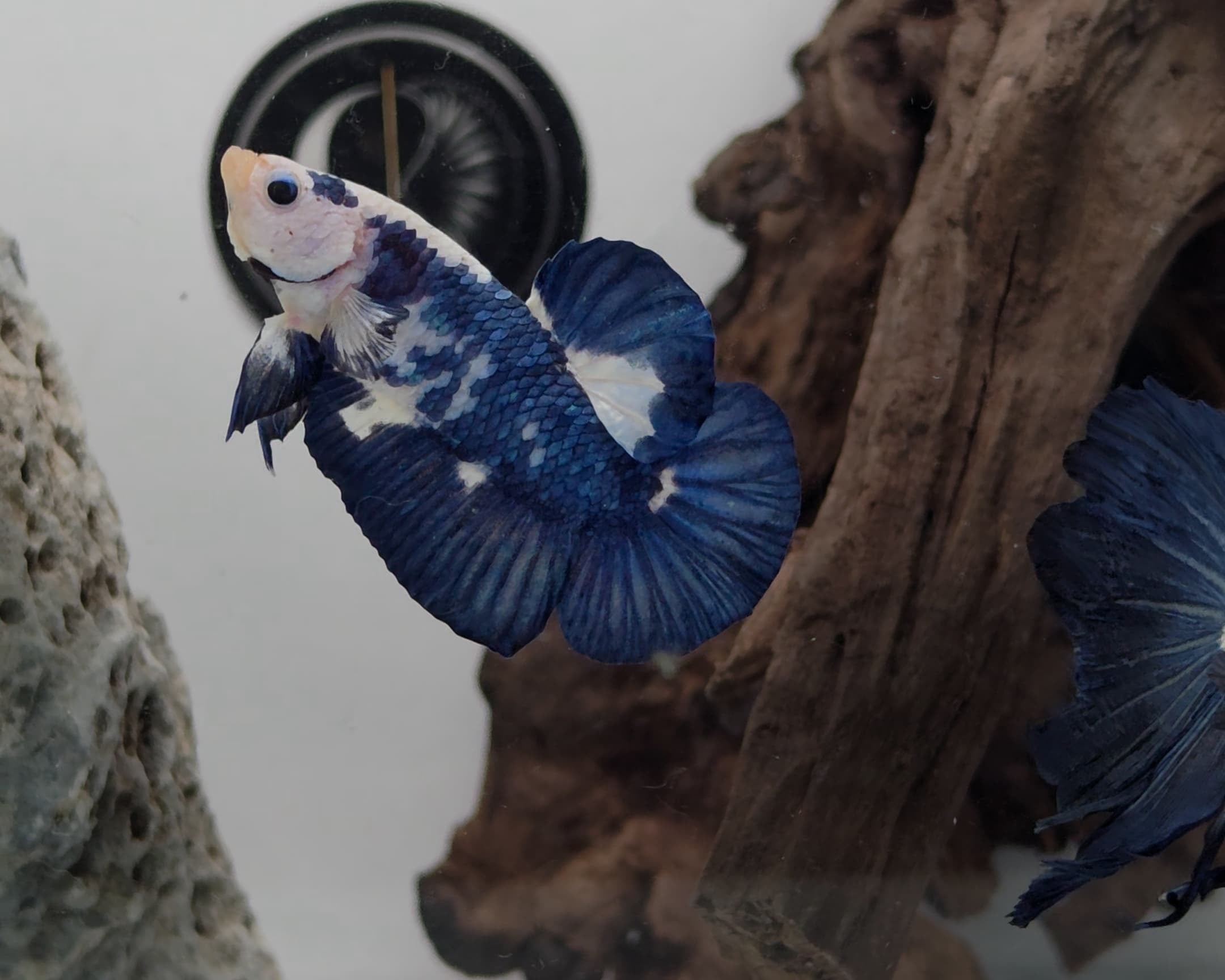 Blue Marble Bicolour HMPK Betta Male (LGT-BRB-M-007)