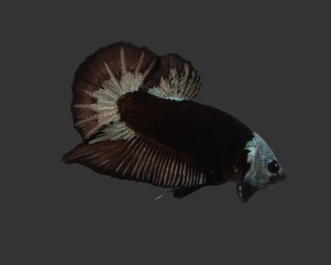 Helmet Samurai HMPK Male Betta