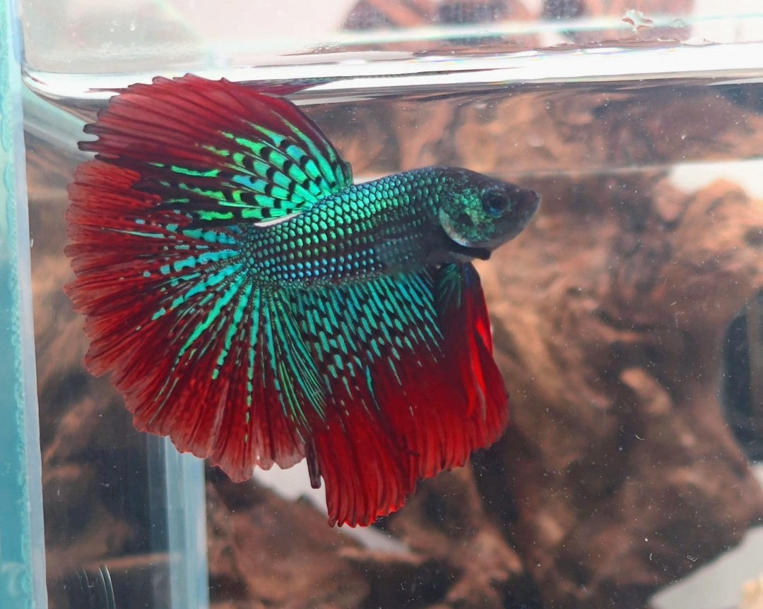 Alien Hybrid Betta Pair | WYSIWYG