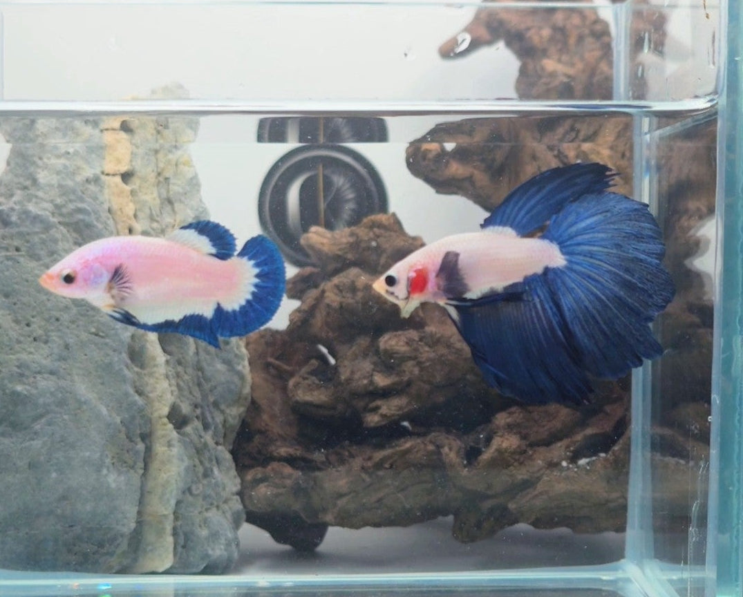 Blue Rim Halfmoon Betta Fish Pair Male (LGT-BRB-M-005) & Female (LGT-BRB-F-001)