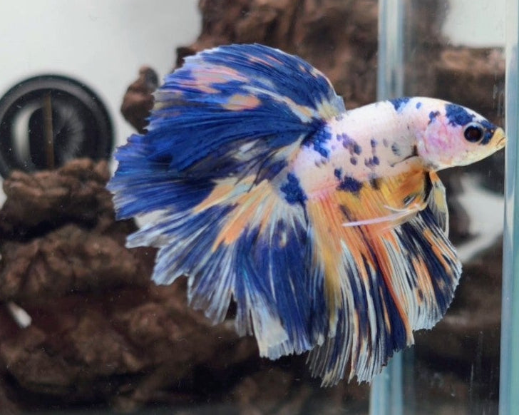 Premium Candy Multicolour Halfmoon Betta Male | WYSIWYG