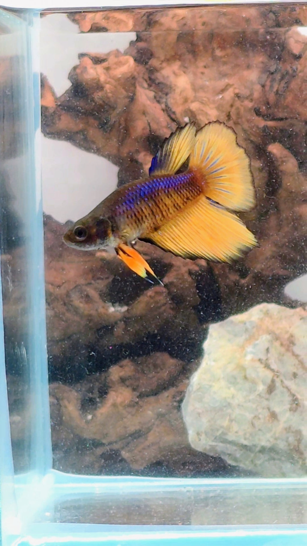 Premium Mustard Gas Halfmoon Female Betta | WYSIWYG