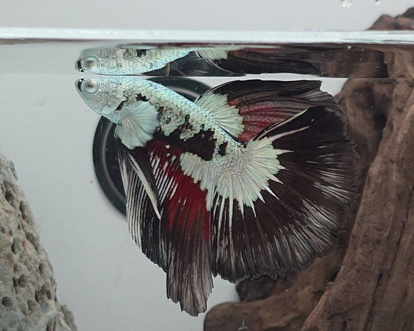White Walker Snow Samurai Halfmoon Betta Fish (CRT-VSM-M-001)