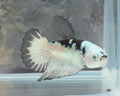 Snow Mamba Halfmoon Female Betta | WYSIWYG