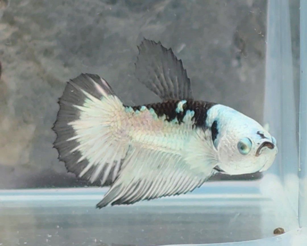 Snow Mamba Halfmoon Female Betta | WYSIWYG