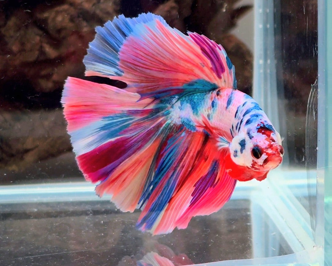 Premium Candy Multicolour Halfmoon Betta | WYSIWYG