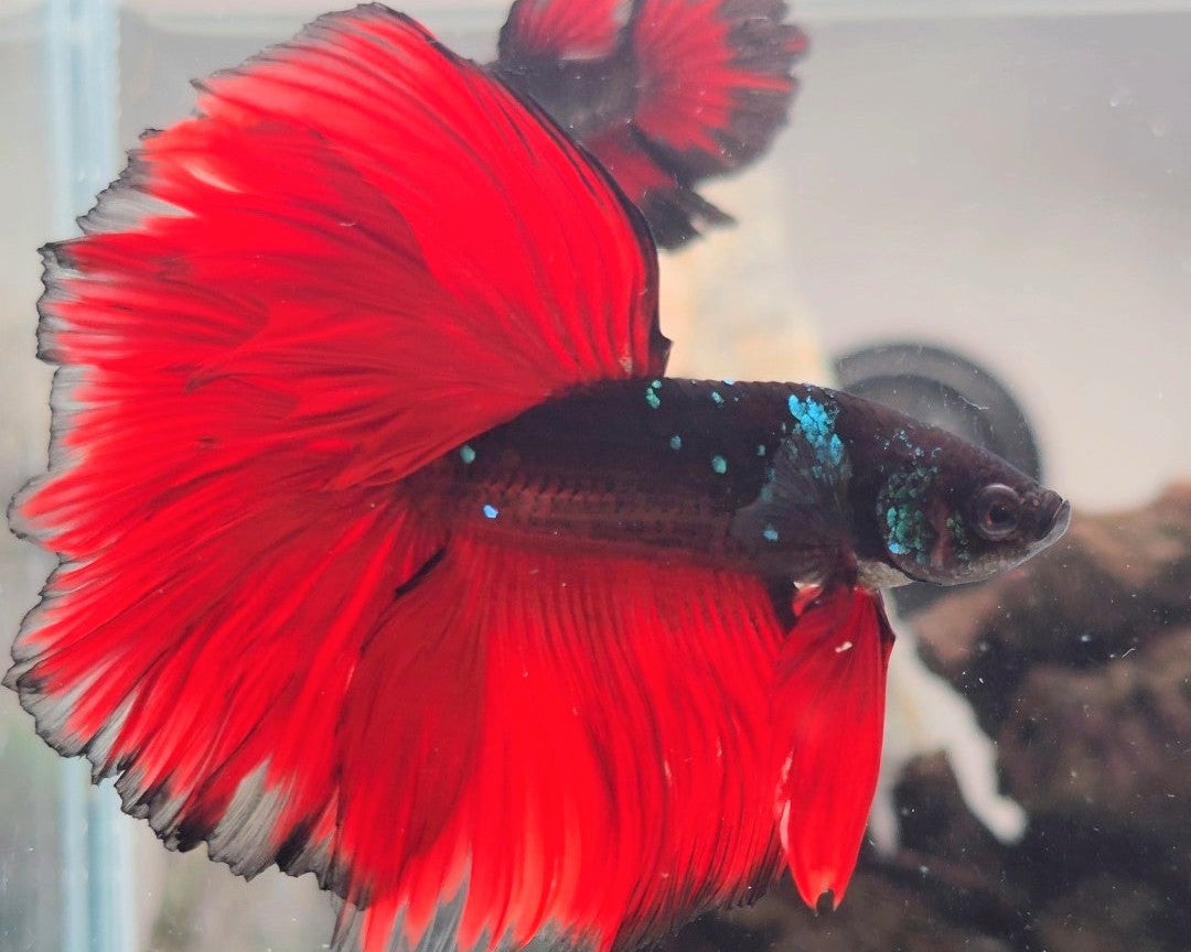 Crimson Vampire Halfmoon Betta Fish Male (CRT-OTH-M-005)