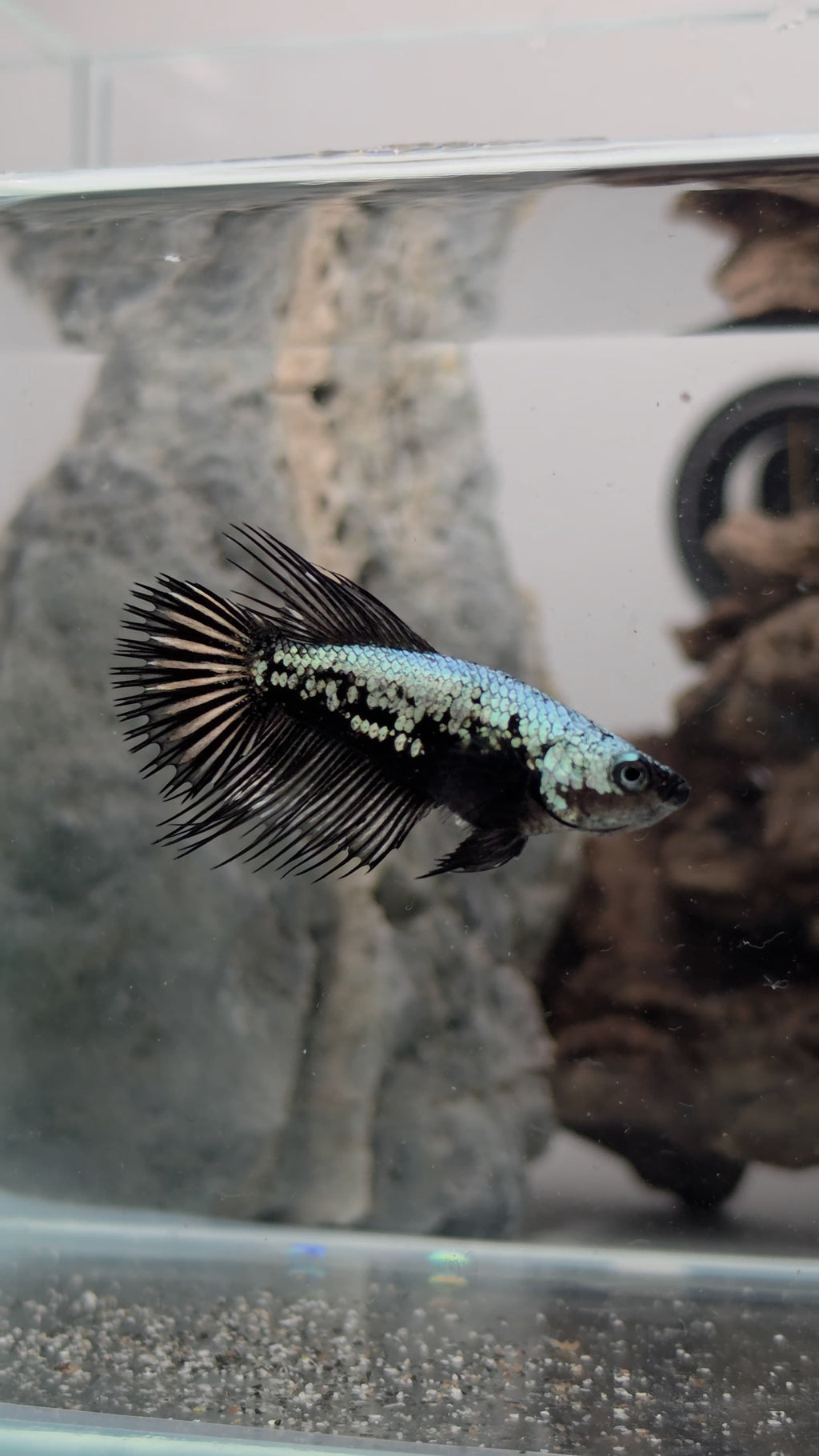 Samurai Crowntail Betta Pair Male (CRT-OTH-M-002) Female (CRT-OTH-F-001)