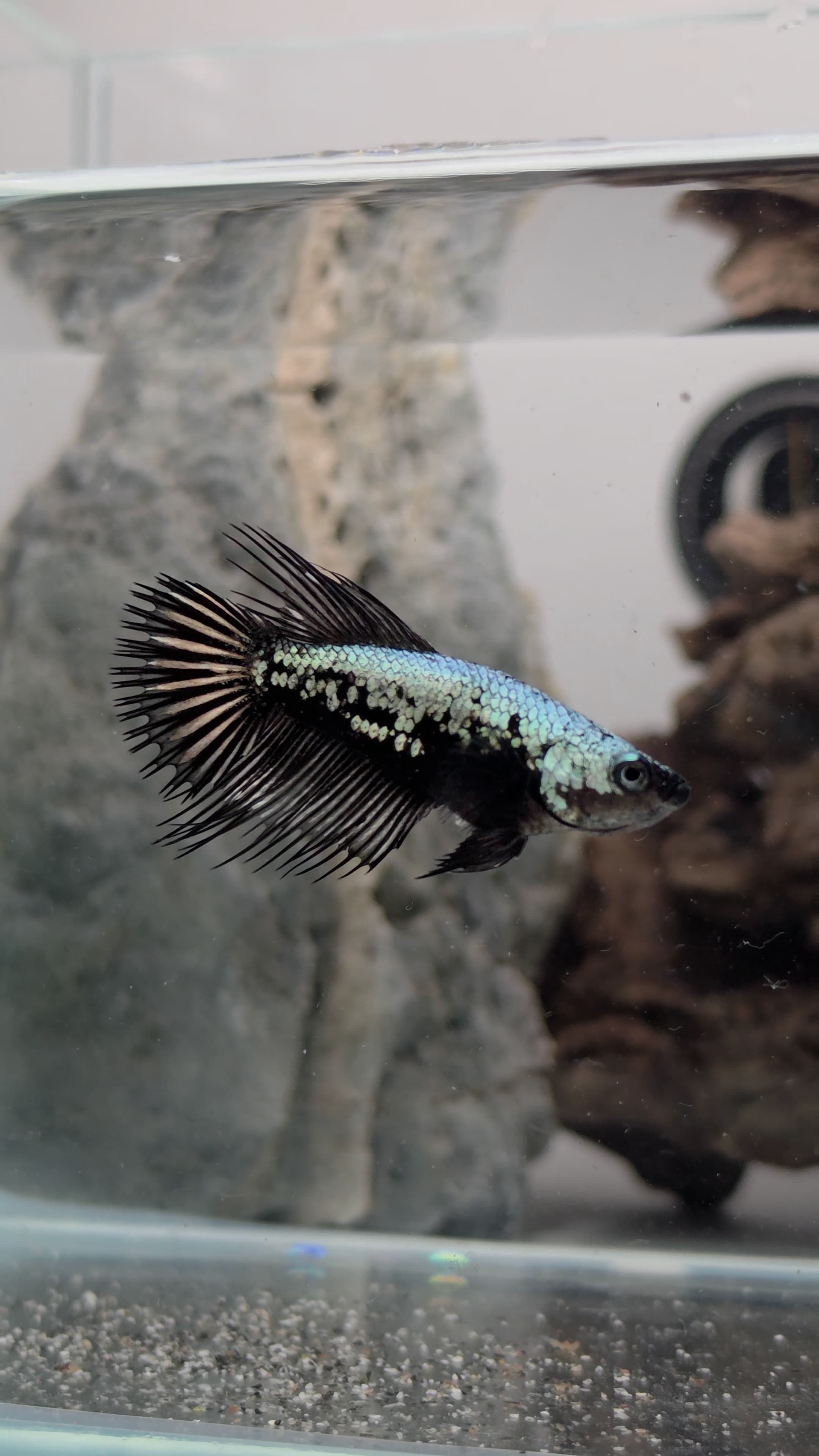 Samurai Crowntail Betta Pair Male (CRT-OTH-M-002) Female (CRT-OTH-F-001)