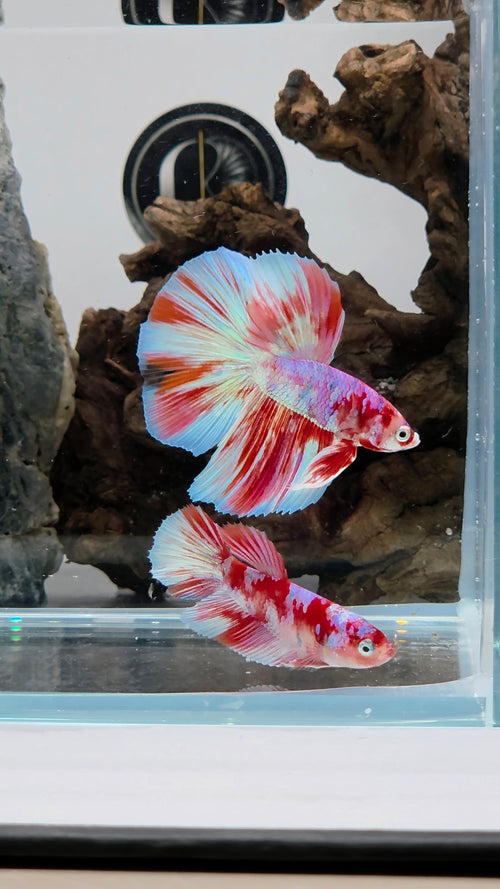 Barongsai Halfmoon Betta Fish Male (CRM-OTH-M-005)
