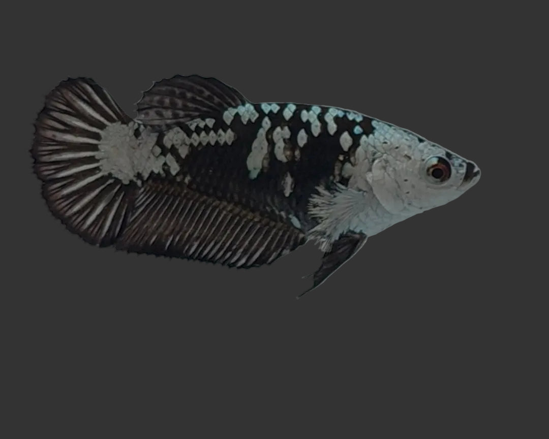 Premium Black Samurai HMPK Female Betta