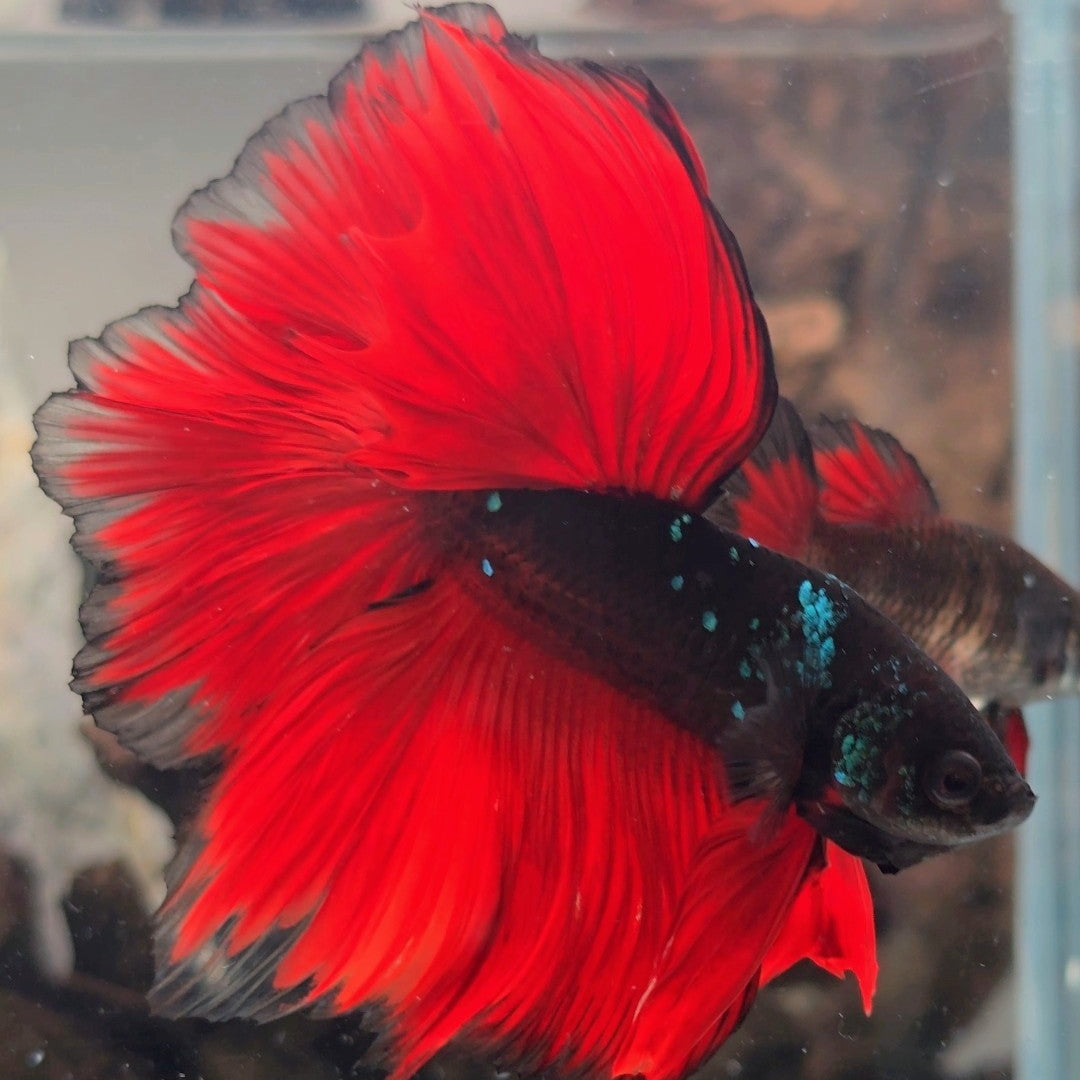 Crimson Vampire Halfmoon Betta Fish Male (CRT-OTH-M-005)