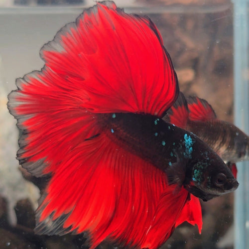 Avatar Vampire Halfmoon Betta Fish Male (CRT-OTH-M-005)