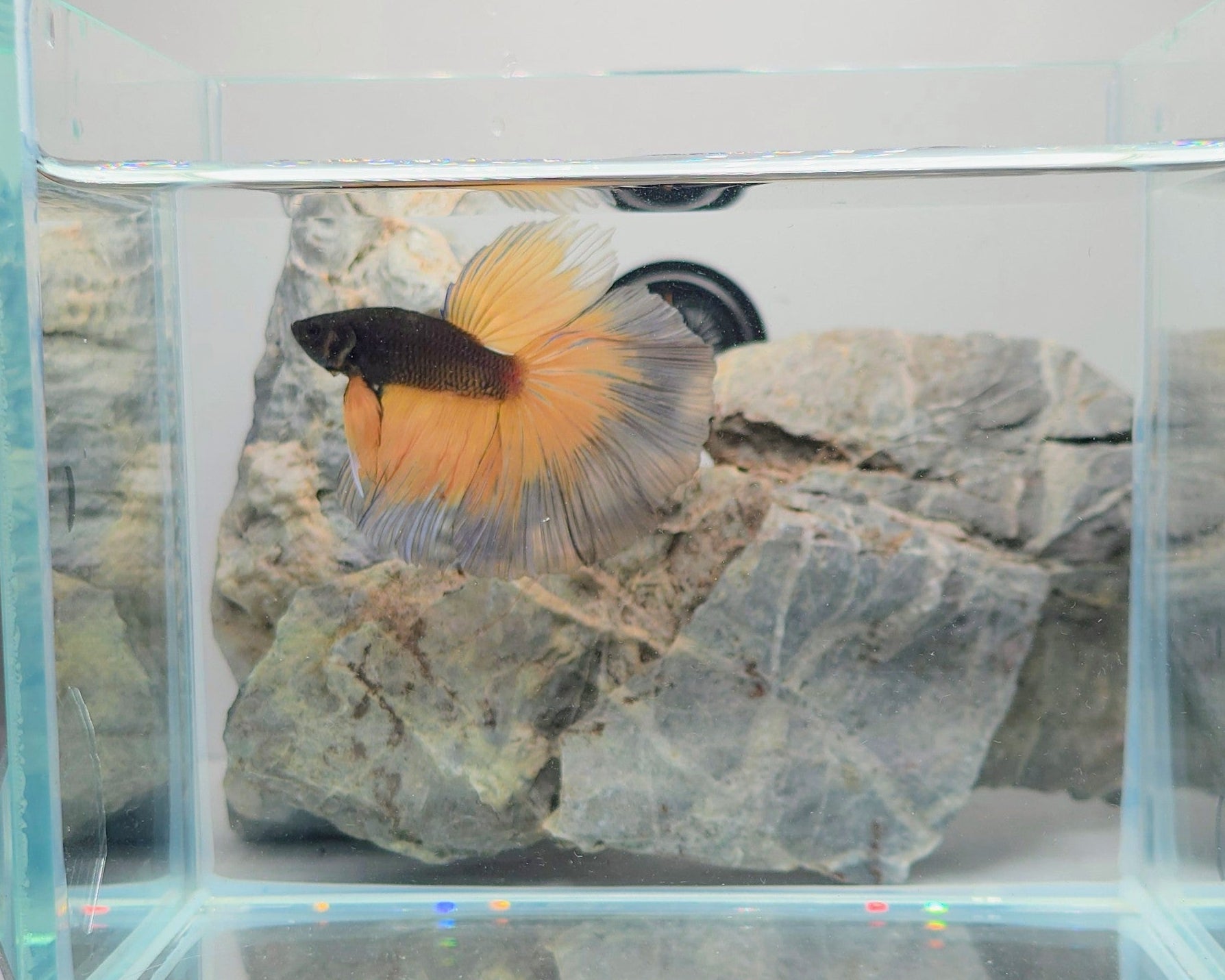Premium Mustard Gas Halfmoon Betta Male | WYSIWYG