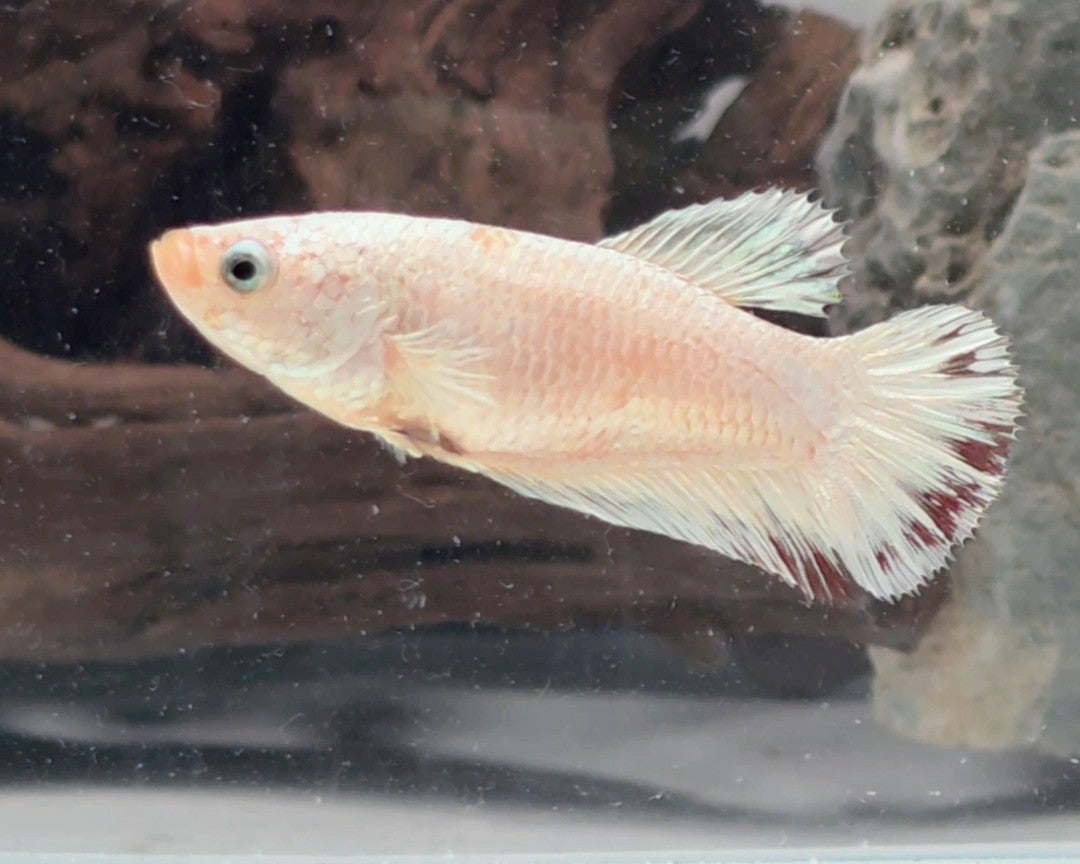 Snow Dragon Halfmoon Female Betta | WYSIWYG