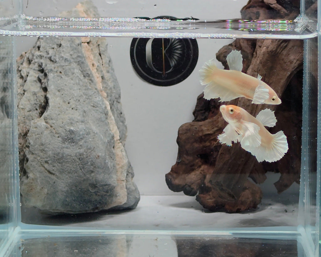 Dumbo Female Sorority Pack – 5 Premium Females WYSIWYG