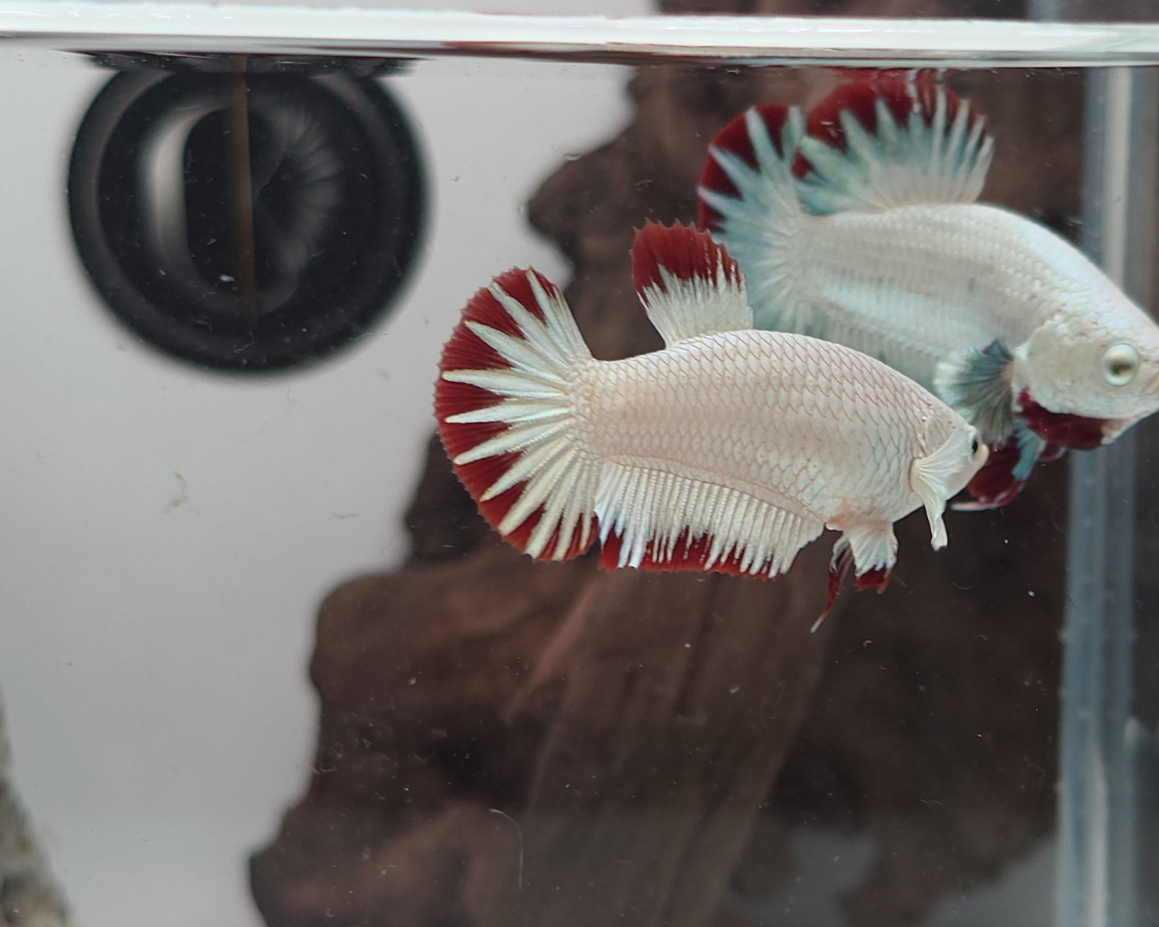 Female Red Dragon Snow HMPK Betta Fish (LGT-OTH-F-006)