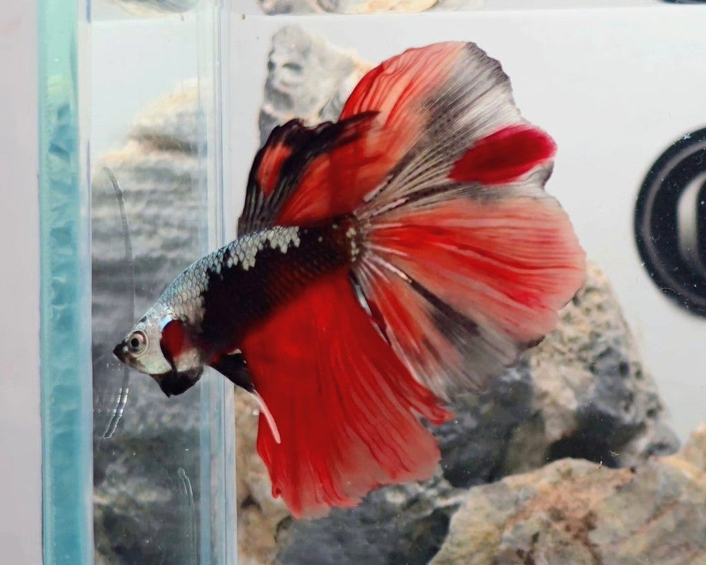 Premium Samurai Nemo Halfmoon Betta Male | WYSIWYG