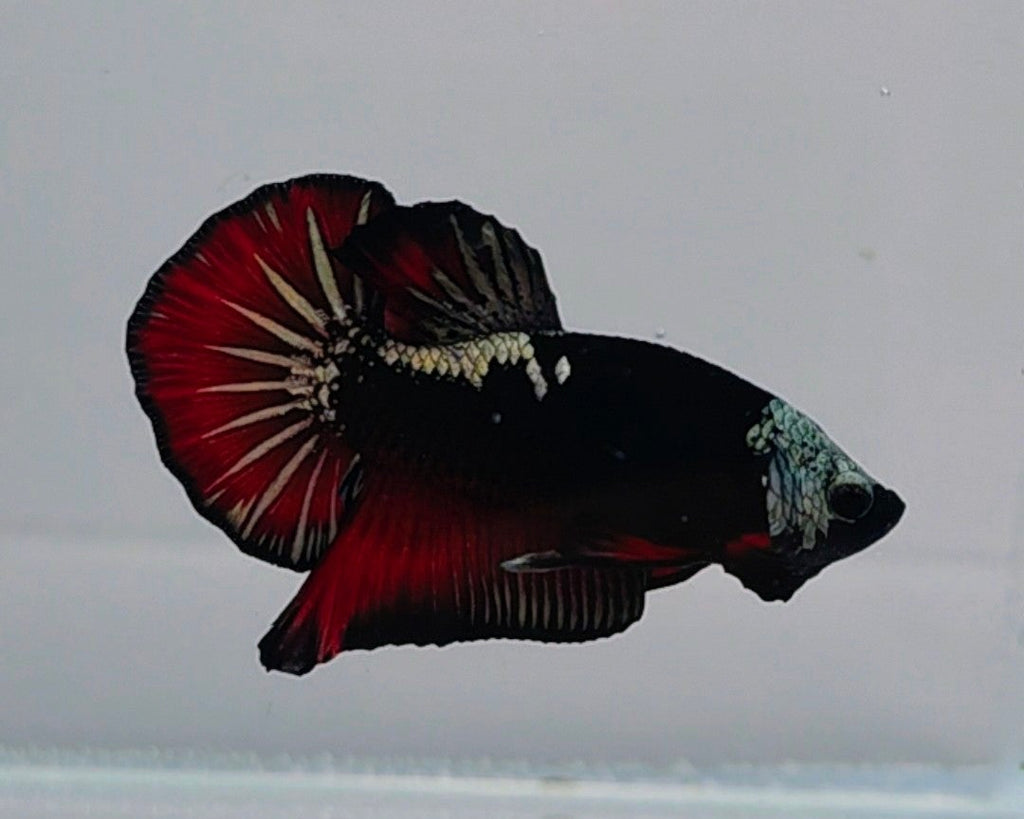 Elite Vampire Samurai HMPK Male Betta
