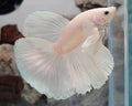 White Platinum Halfmoon Male