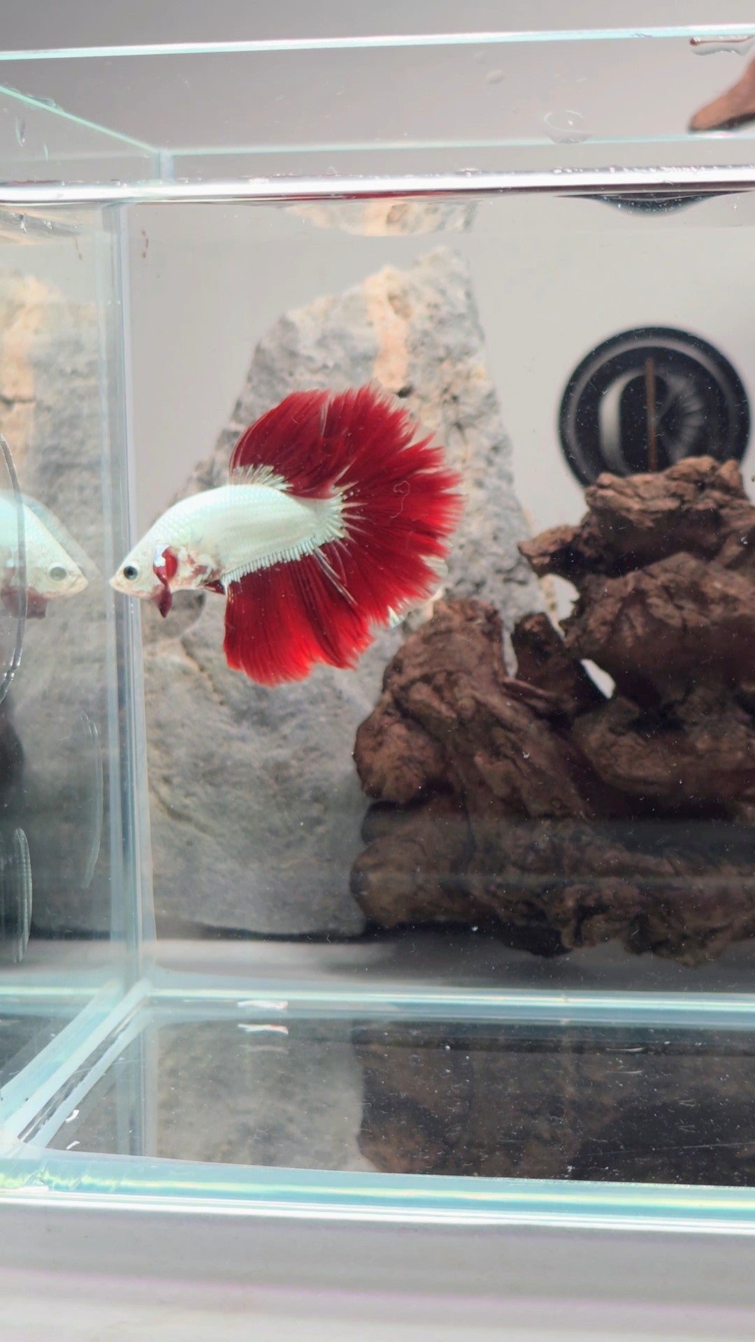 Premium Snow Dragon Bi-Colour Halfmoon Betta | WYSIWYG