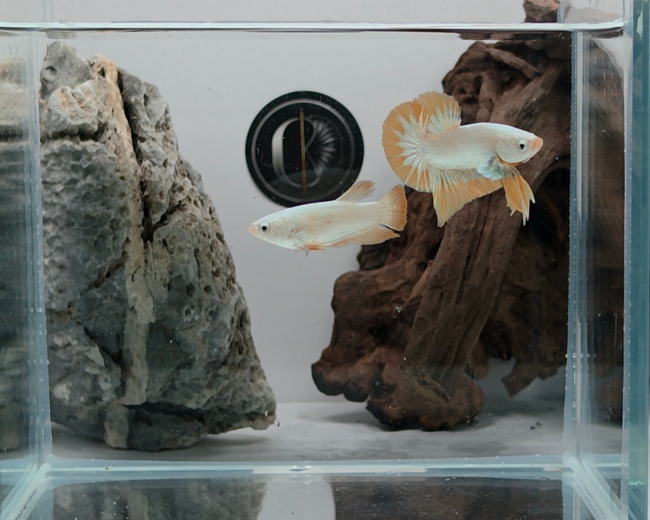 Yellow Snow Dragon HMPK Betta Fish Female (LGT-OTH-F-008)